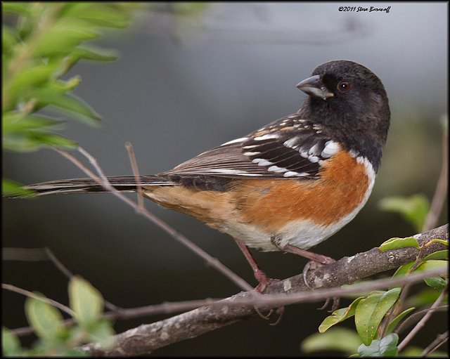 _1SB0645 spotted towhee.jpg